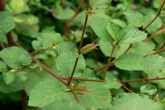 Corchorus aestuans